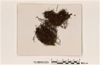 藏品(瘤枝樹花)的圖片